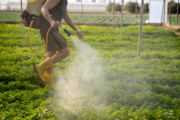 Best Local Pest Control Services  in Drain, OR