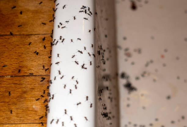 Best Rat Extermination Near Me  in Drain, OR