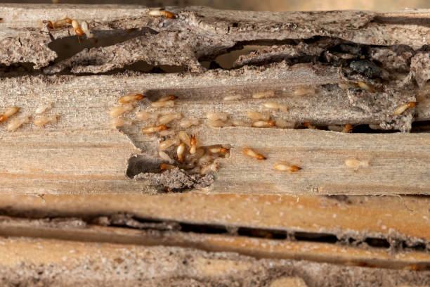 Best Pest Removal Services  in Drain, OR